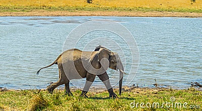 A lone male bull musth elephant showing aggressive behavior in a game reserve Stock Photo