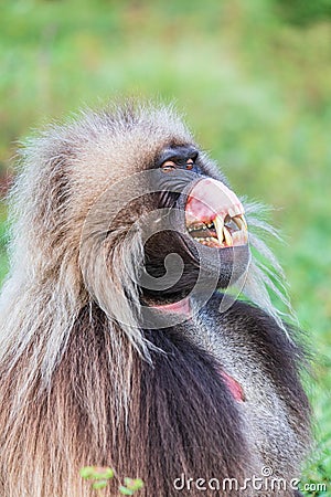 Lone male Gelada baboon showing his canine teeth Stock Photo