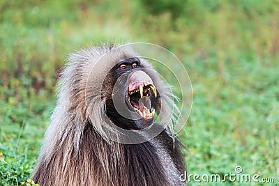 Lone male Gelada baboon showing his canine teeth Stock Photo