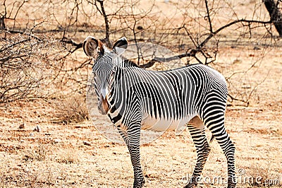 Lone male Grevy`s or Imperial zebra in golden grassland, Samburu National Park, Kenya Stock Photo