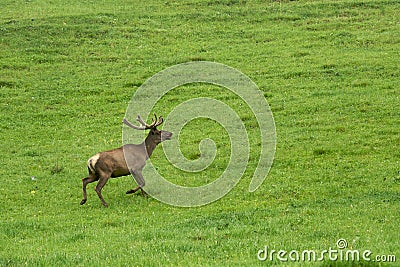 A lone a maral running around on the green grass in the fog Stock Photo