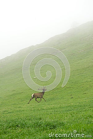 A lone a maral running around on the green grass in the fog Stock Photo