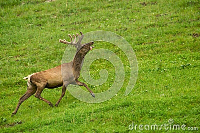 A lone a maral running around on the green grass in the fog Stock Photo
