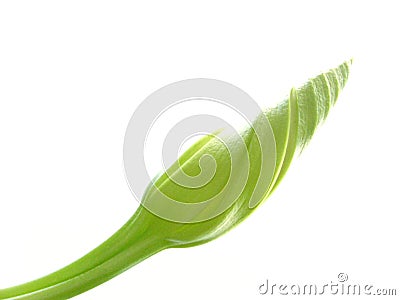 Lone Moonflower Bud on White Stock Photo