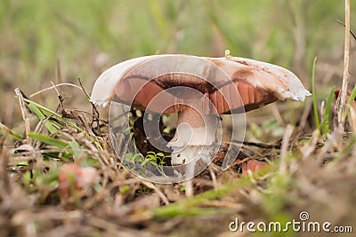 Lone mushroom in a field near the Palatinate Forest Stock Photo