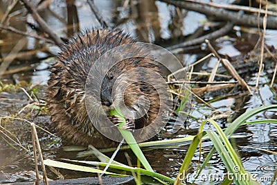 Lone muskrat eating grass on a swampy area Stock Photo