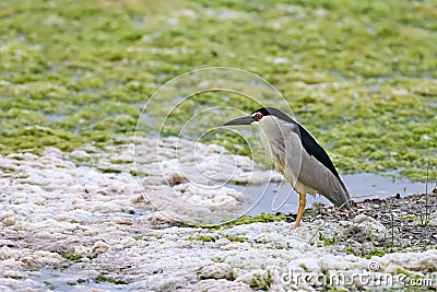 A lone night heron on the shore Stock Photo