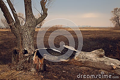 Lone old tree in the autumn sunset closeup Stock Photo