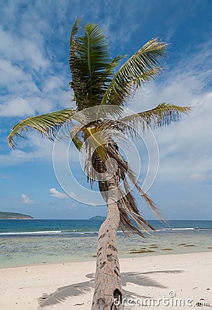 Lone Palm Tree In Paradise Stock Photo