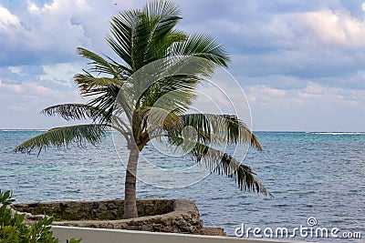 A lone palm tree stands next to the sea wall on Ambergris Caye. Stock Photo