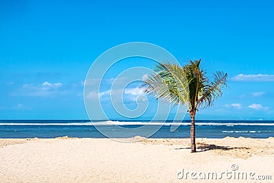 Lone palm tree on a tropical beach in Bali, Indonesia Stock Photo