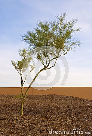 Lone Palo Verde Tree Stock Photo