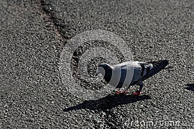 Pidgeon walking on asphalt in urban environment Stock Photo