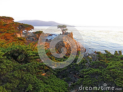 Lone Pine on the Big Sur coastline Editorial Stock Photo