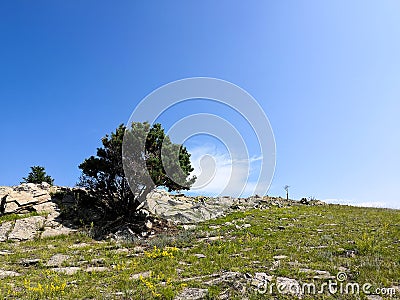 Lone pine growing on the rocks. a single tree that grows on a rock Stock Photo