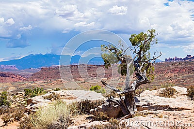 A lone pine over desert valley Stock Photo