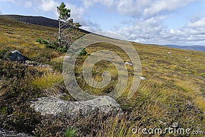 Lone Pine Scots Tree Stock Photo