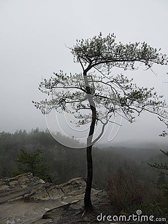 Lone Tree on the Edge of a Tennessee Bluff Stock Photo