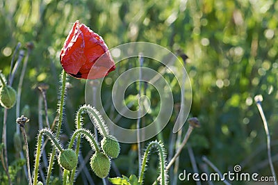 Lone poppy Stock Photo