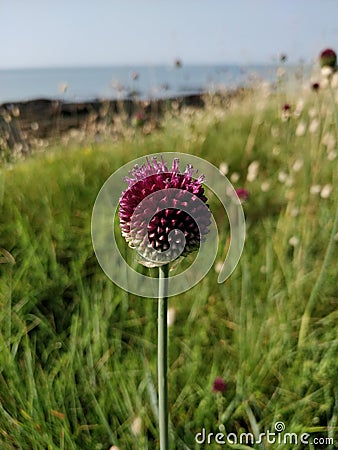 Lone Purple flower stands proudly in a wild field Stock Photo