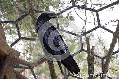 A lone Raven in a cage in the reserve Stock Photo