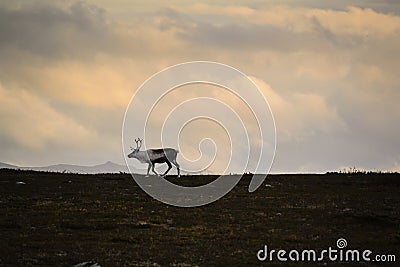 Lone reindeer on Swedish tundra Stock Photo