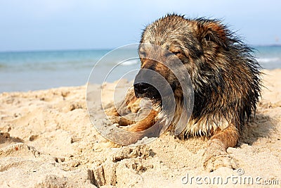 Lone sad dog lying on the street. mongrel Stock Photo