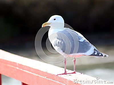 Seagull on Fernwood Dock, Salt Spring Island Stock Photo