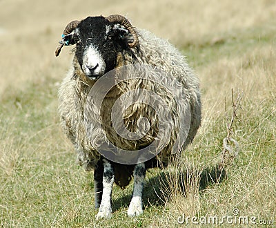 Lone Sheep Stock Photo