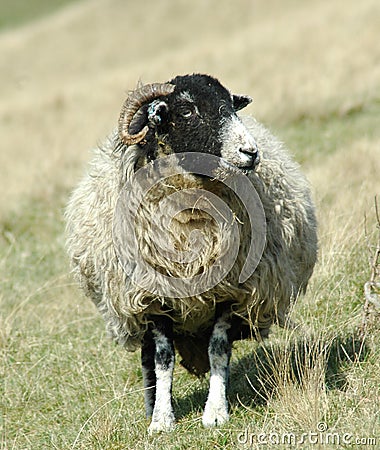 Lone Sheep Stock Photo