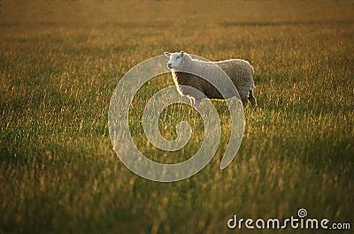 Lone sheep in evening light. Stock Photo