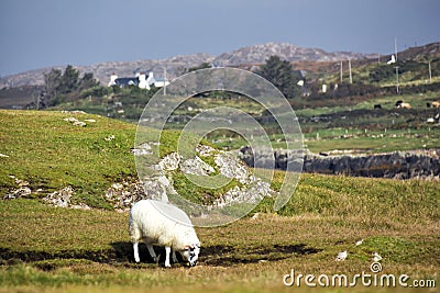 Lone sheep in Irish countryside with mountains and cottage Stock Photo