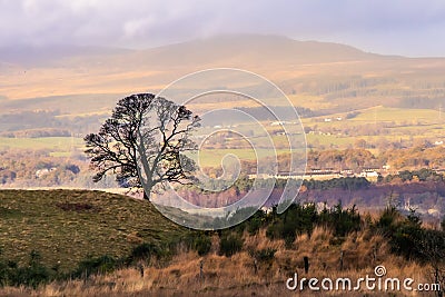 A lone silhouetted mature tree on a hill in front of distant Highlands Stock Photo