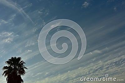 A lone silhouetted palm tree against patterned clouds Stock Photo