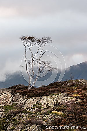 Lone silver birch tree on Holme Fell, a fell in the English Lake District in Cumbria England - located close to Coniston Water Stock Photo