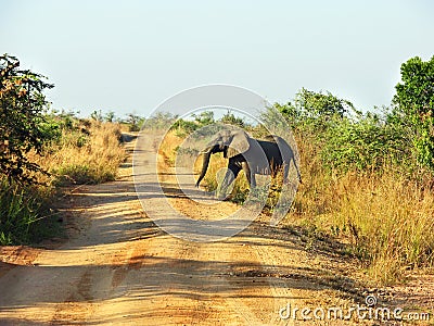 African elephant walking across red dusty road Africa Stock Photo