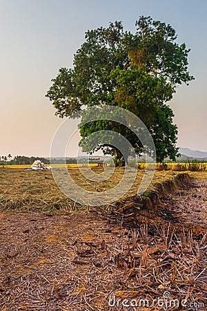 Lone/Single isolated tree countryside Landscape, Landscape depicting loneliness and strength character, Stock Photo