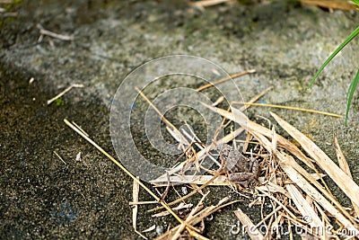 A lone single small frog at the corner of the frame standing still on the top of brown bamboo leaves Stock Photo