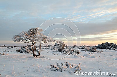 Lone snowy pine tree Stock Photo