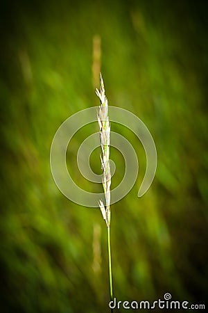 Lone spikelet Stock Photo