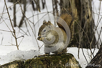 Lone squirrel in a winter scene Stock Photo