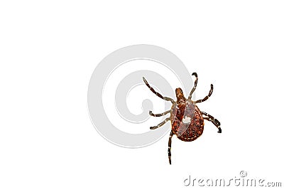 Lone Star Tick - Amblyomma americanum Stock Photo