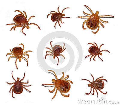 Lone star tick insect Stock Photo