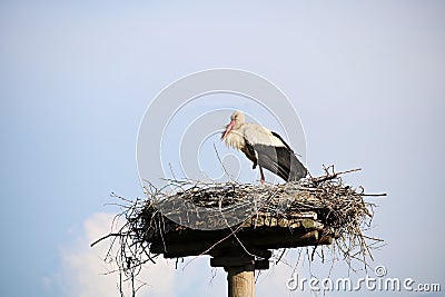 Lone stork sitting in a nest constructed of thin twigs on a high pillar Stock Photo