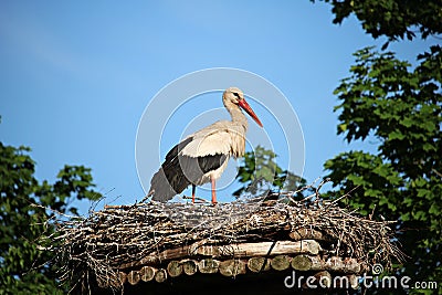 Lone stork sitting in a nest constructed of thin twigs on a high pillar Stock Photo