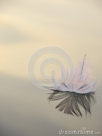 Lone Swan Feather on Lake at Sunset Stock Photo