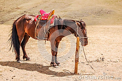 Lone tethered horse in Mongolia Stock Photo