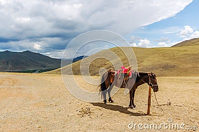 Lone tethered horse in Mongolia Stock Photo