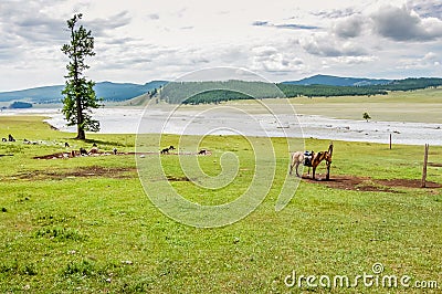 Lone tethered horse, northern Mongolia Stock Photo