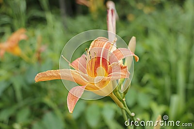 Lone Tiger Lily with Grass Background Stock Photo